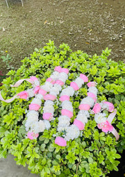 Rosy Bloom | DEL-129