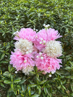 Load image into Gallery viewer, Beautiful White Pink Gajray with Soft Floral Design | GAY-009
