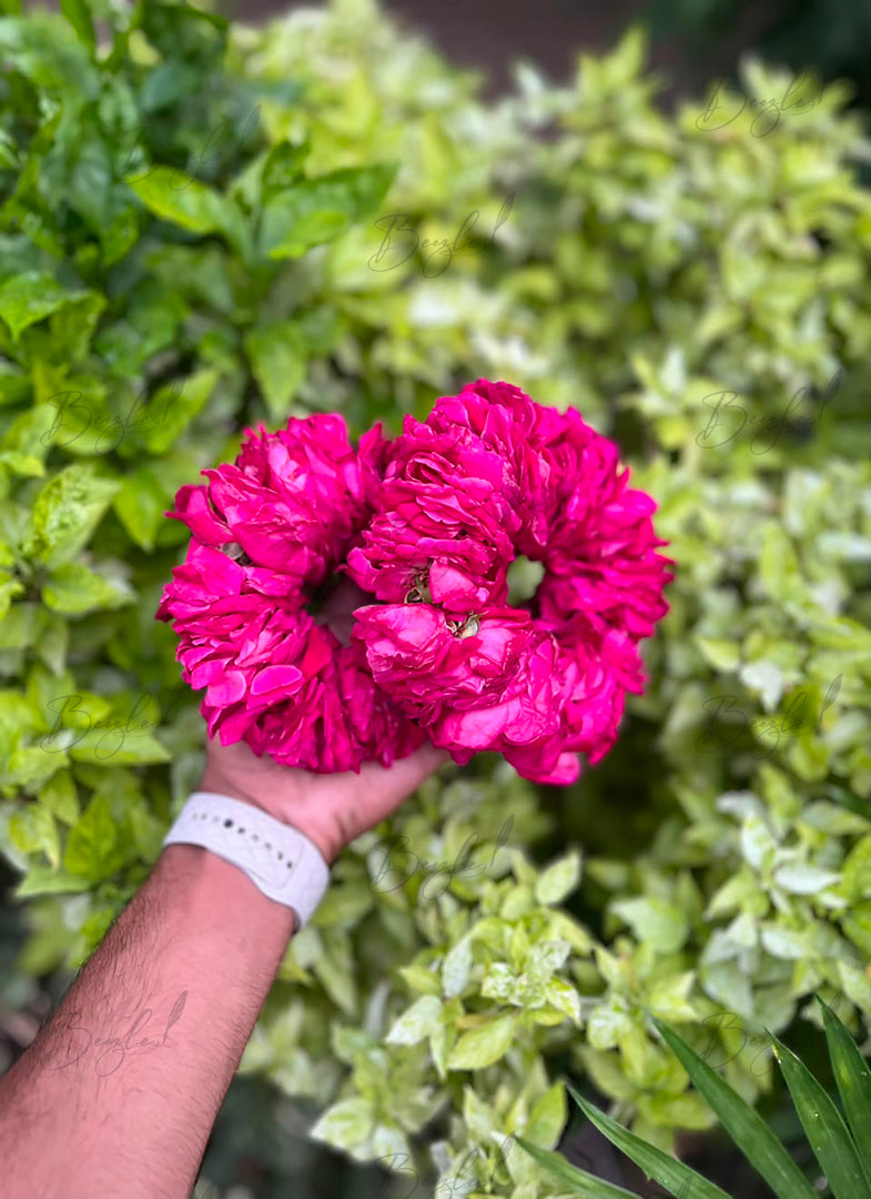 A close-up of a hand holding two bright pink, highly ruffled flower Gajry, set against a background of green variegated foliage.